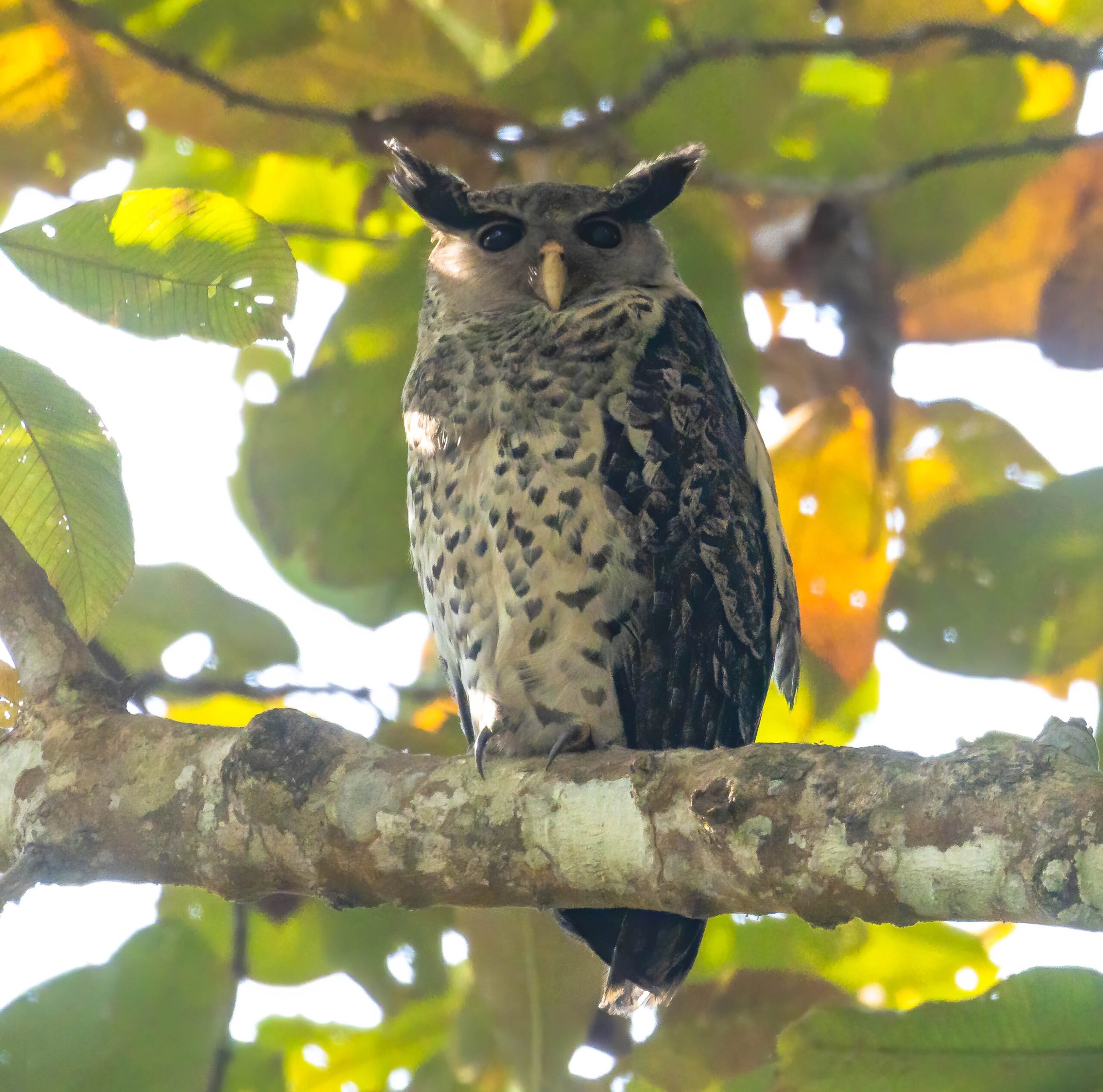 Owls of Assam
