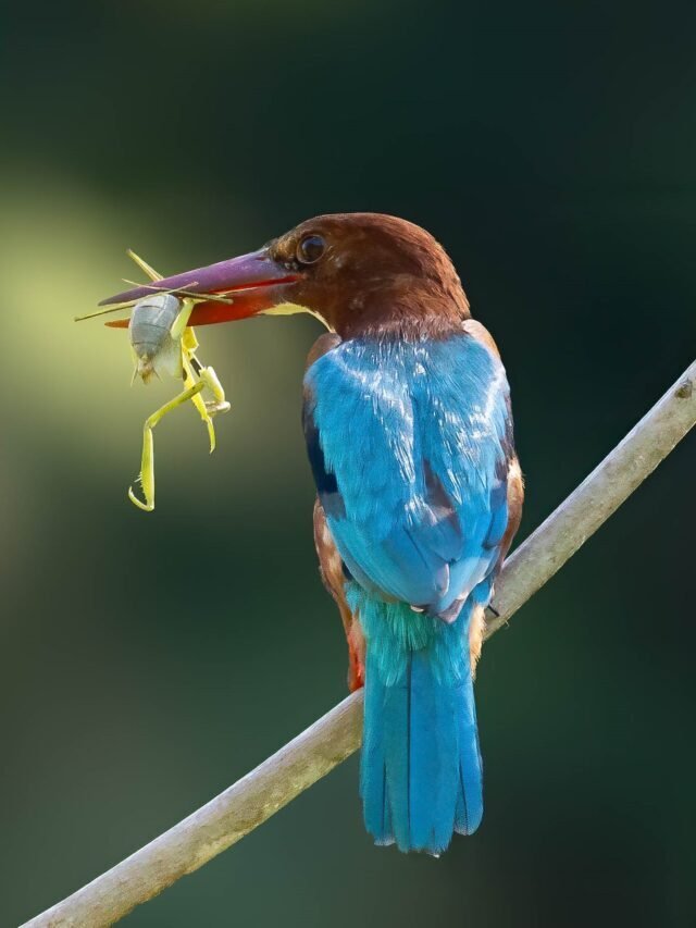 5 Common Kingfishers of Assam, India