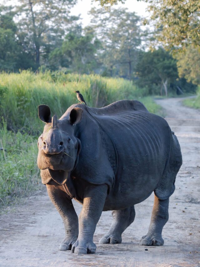 10 facts about Kaziranga National Park