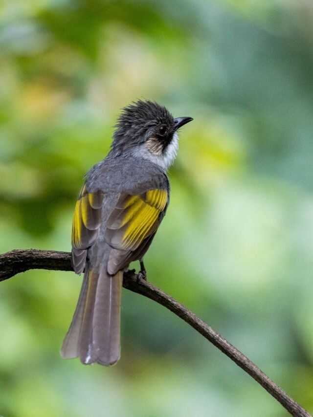 7 Beautiful Bulbuls of Assam
