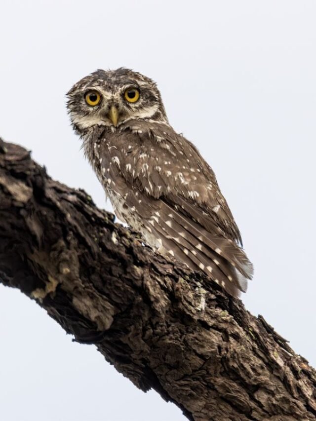 7 Common Owl species of Assam