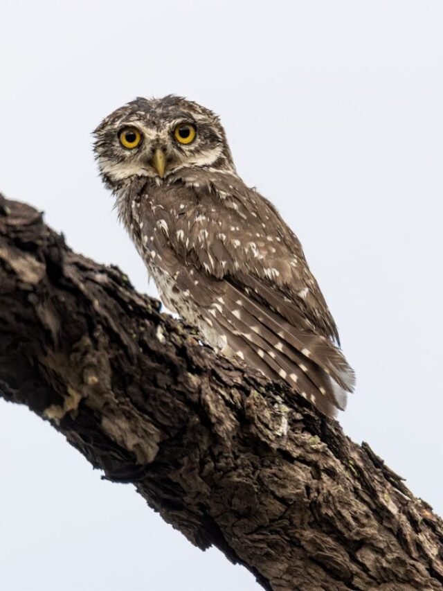7 Common Owl species of Assam