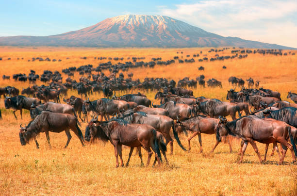 Masai Mara National Reserve