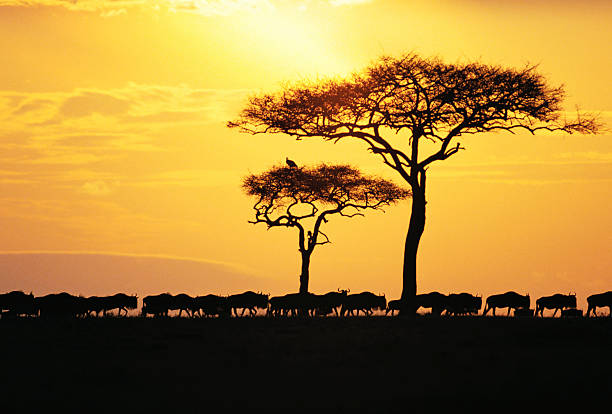 Masai Mara: The Endless Horizon