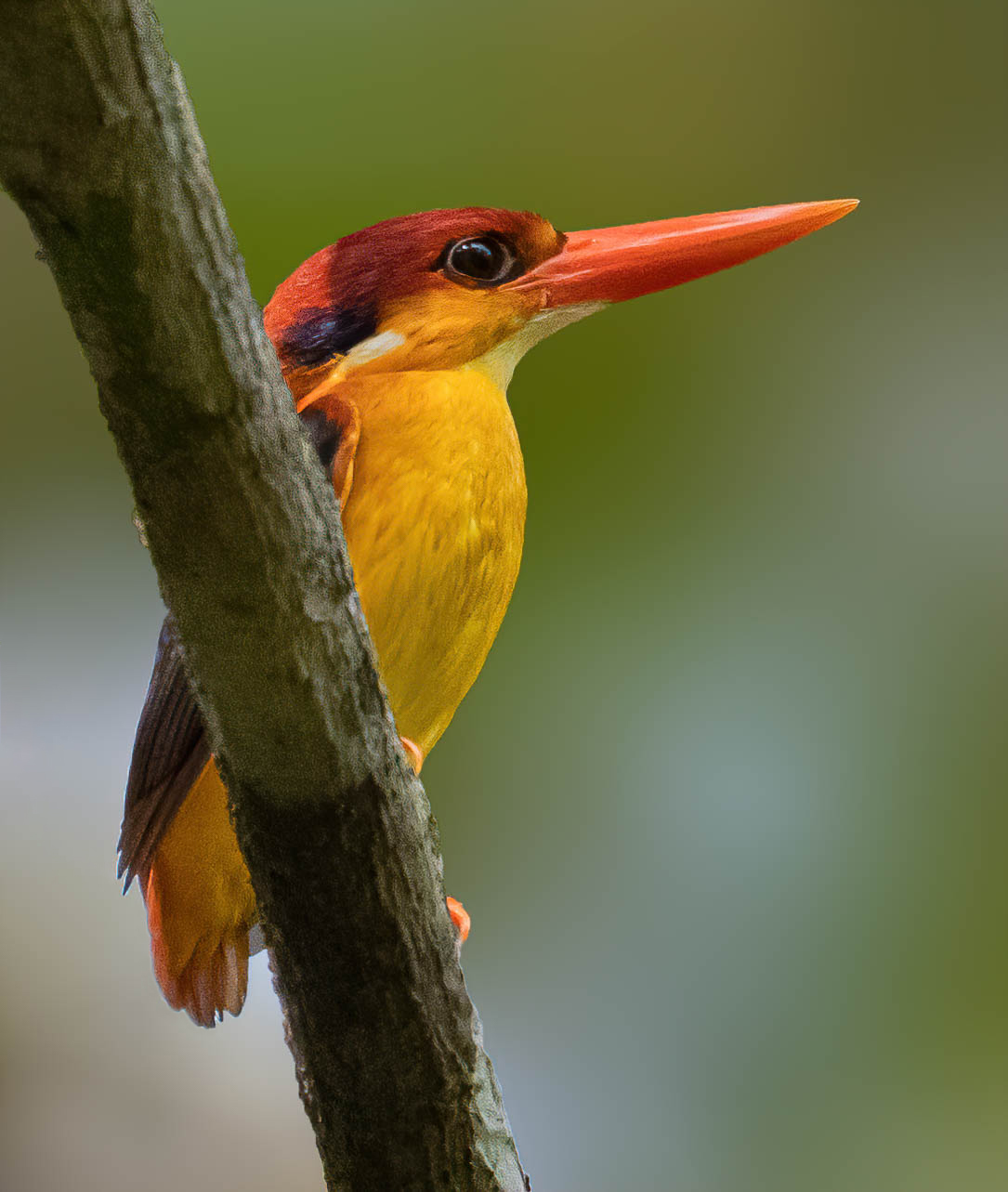 5 Common Kingfishers of Assam, India