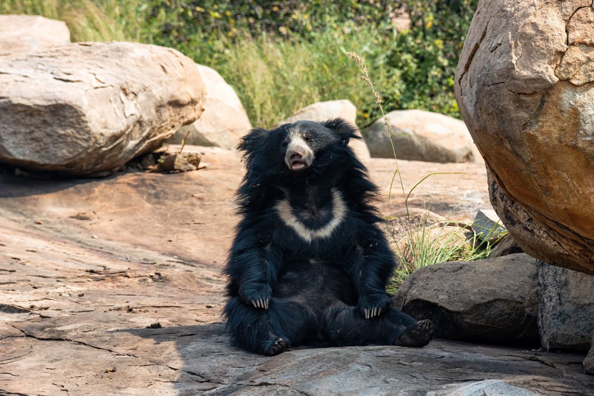 Sloth Bear: How Aggressive are they? - travelhkg.com