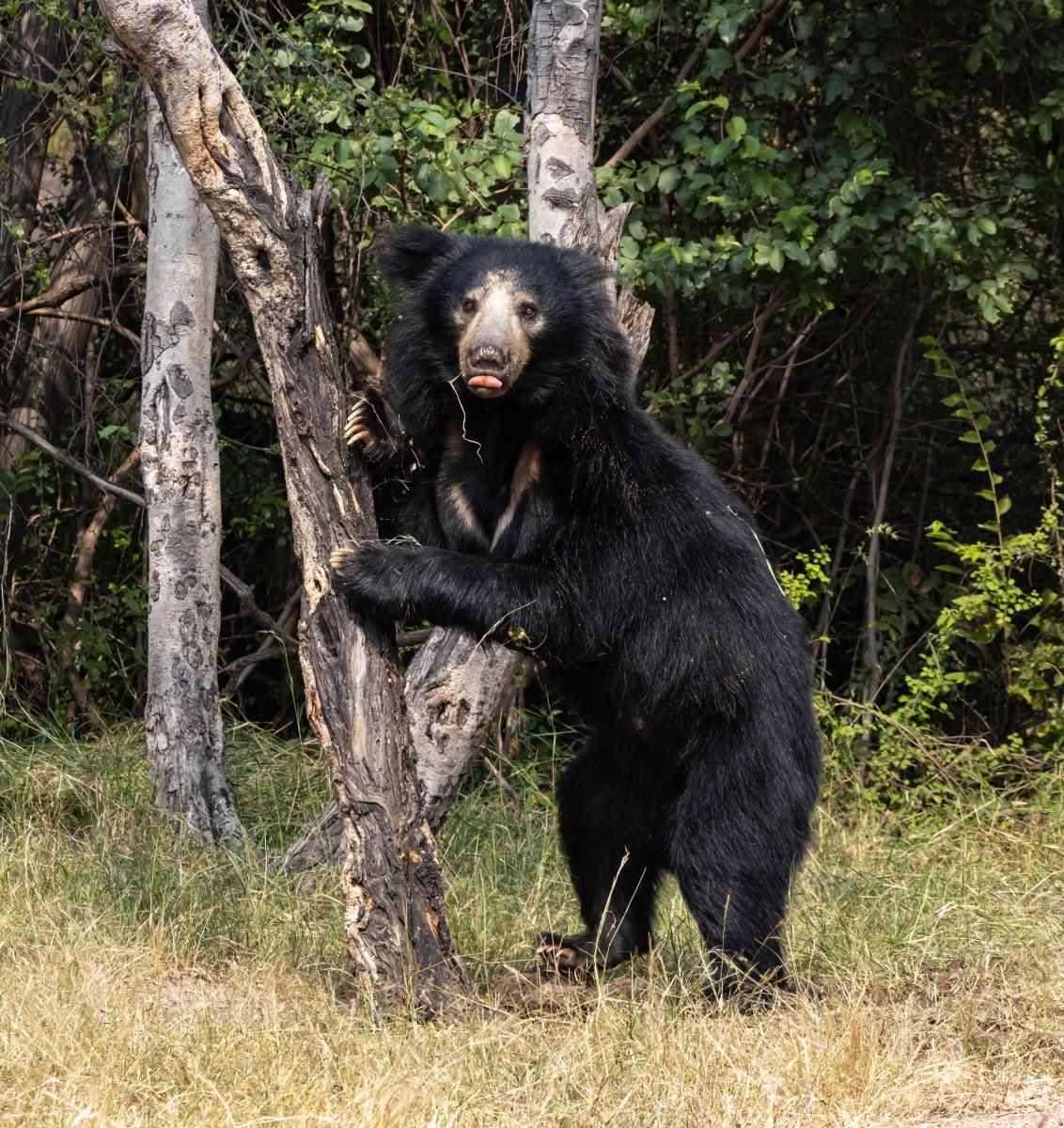 Sloth Bear