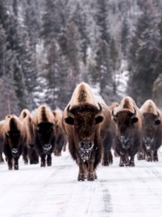 10 Facts About Yellowstone National Park