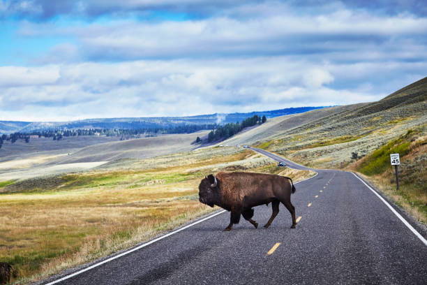 Yellowstone National Park