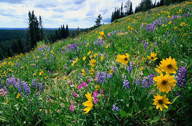 Yellowstone National Park