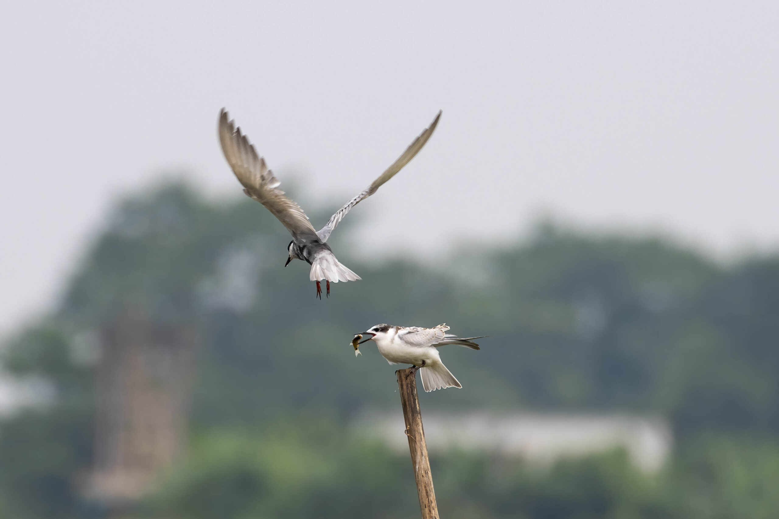 Whiskered Tern feeding the chick 