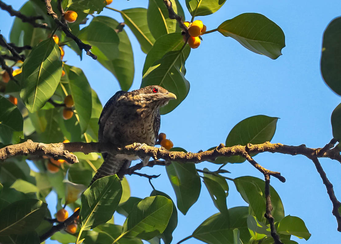 Asian Koel