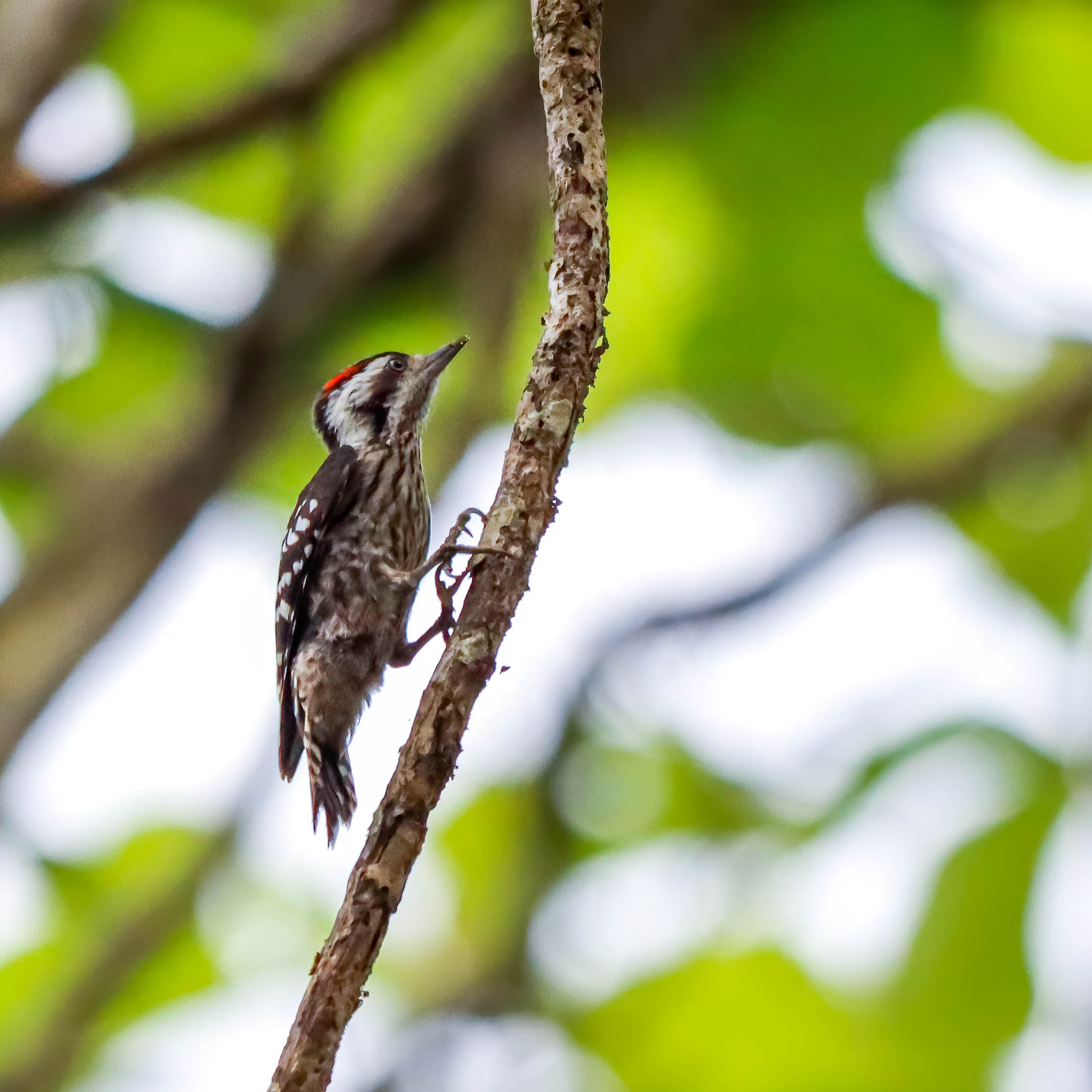 Most Common Woodpeckers of Assam