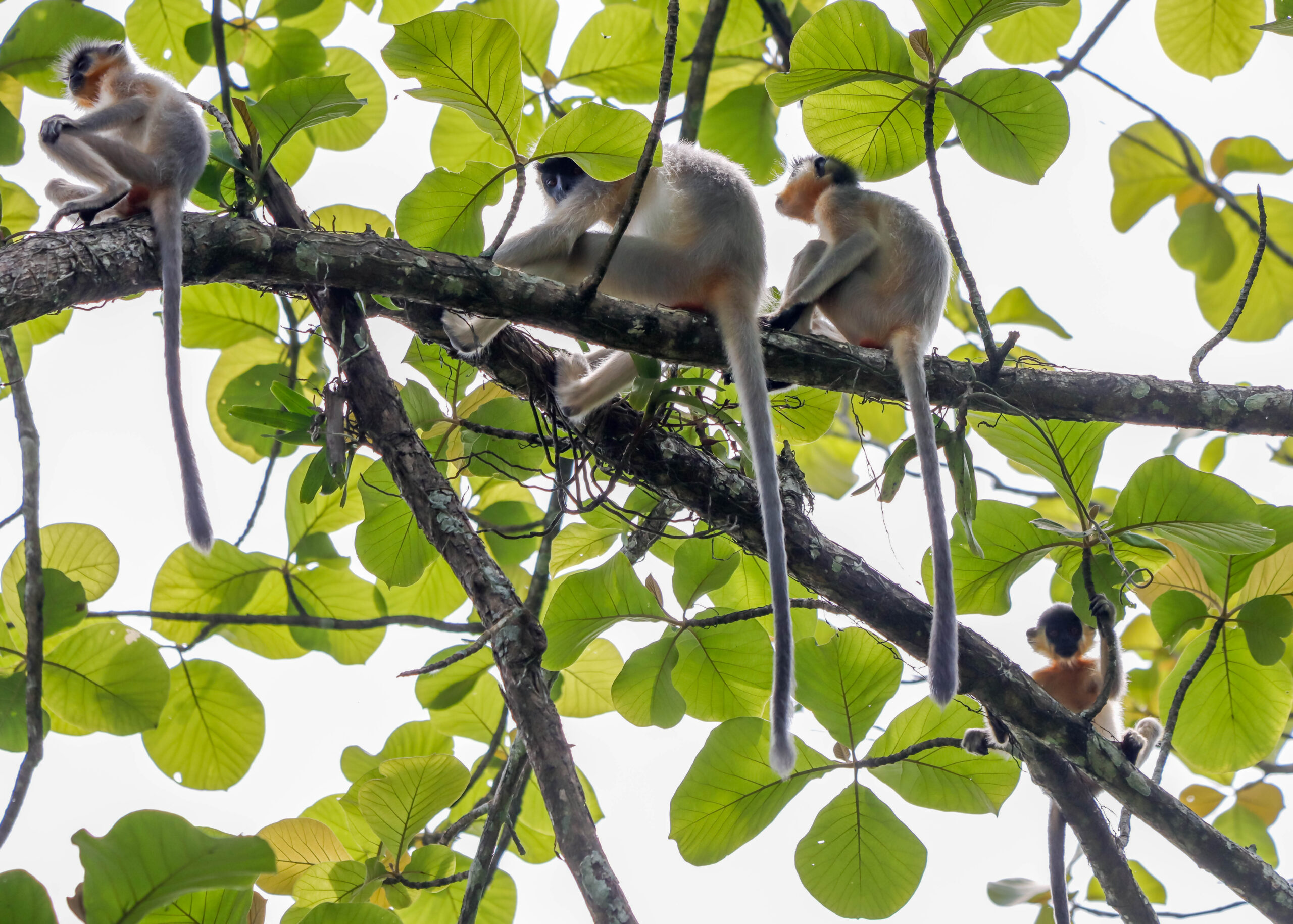 Capped langur