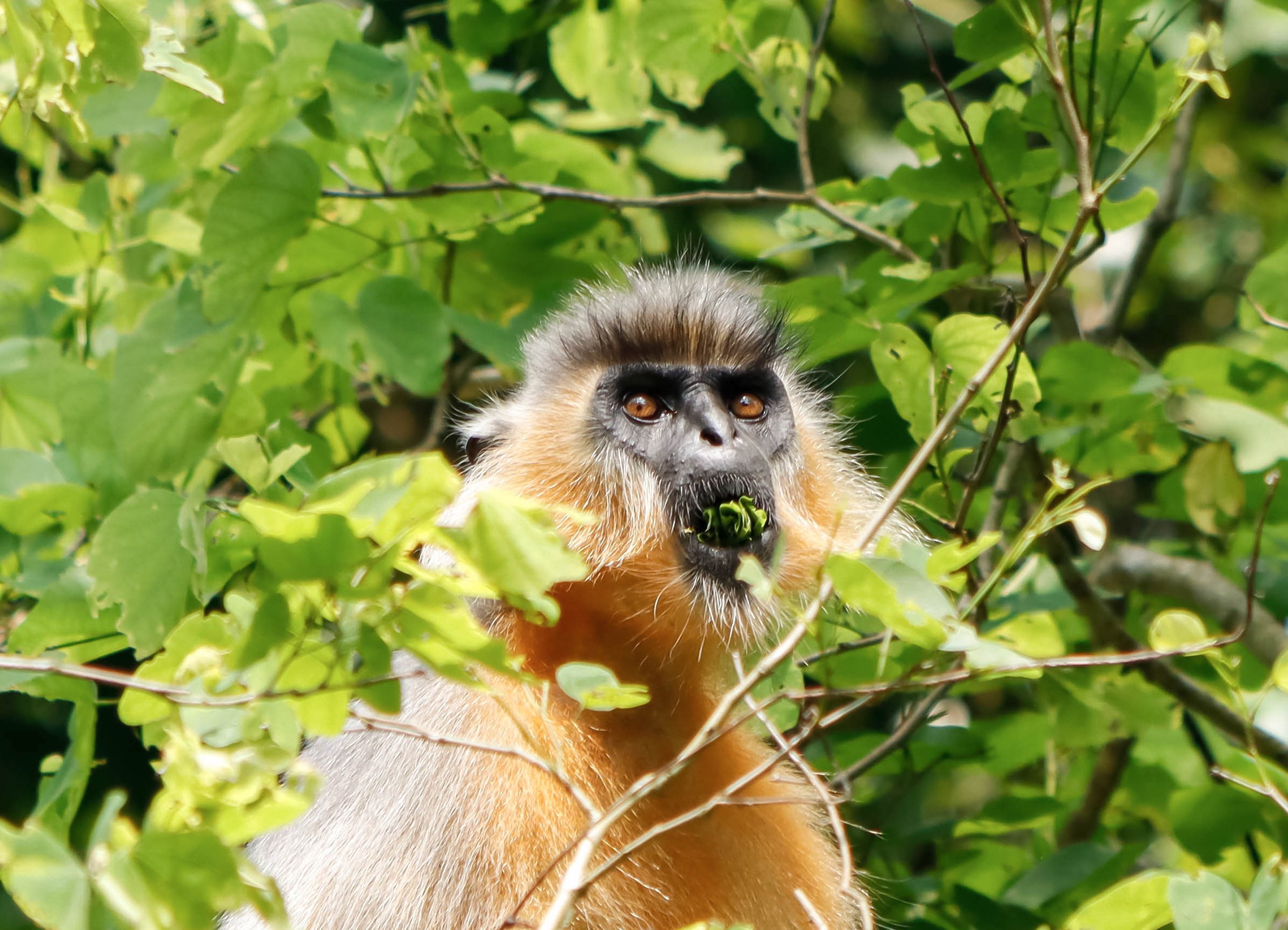 Capped langur