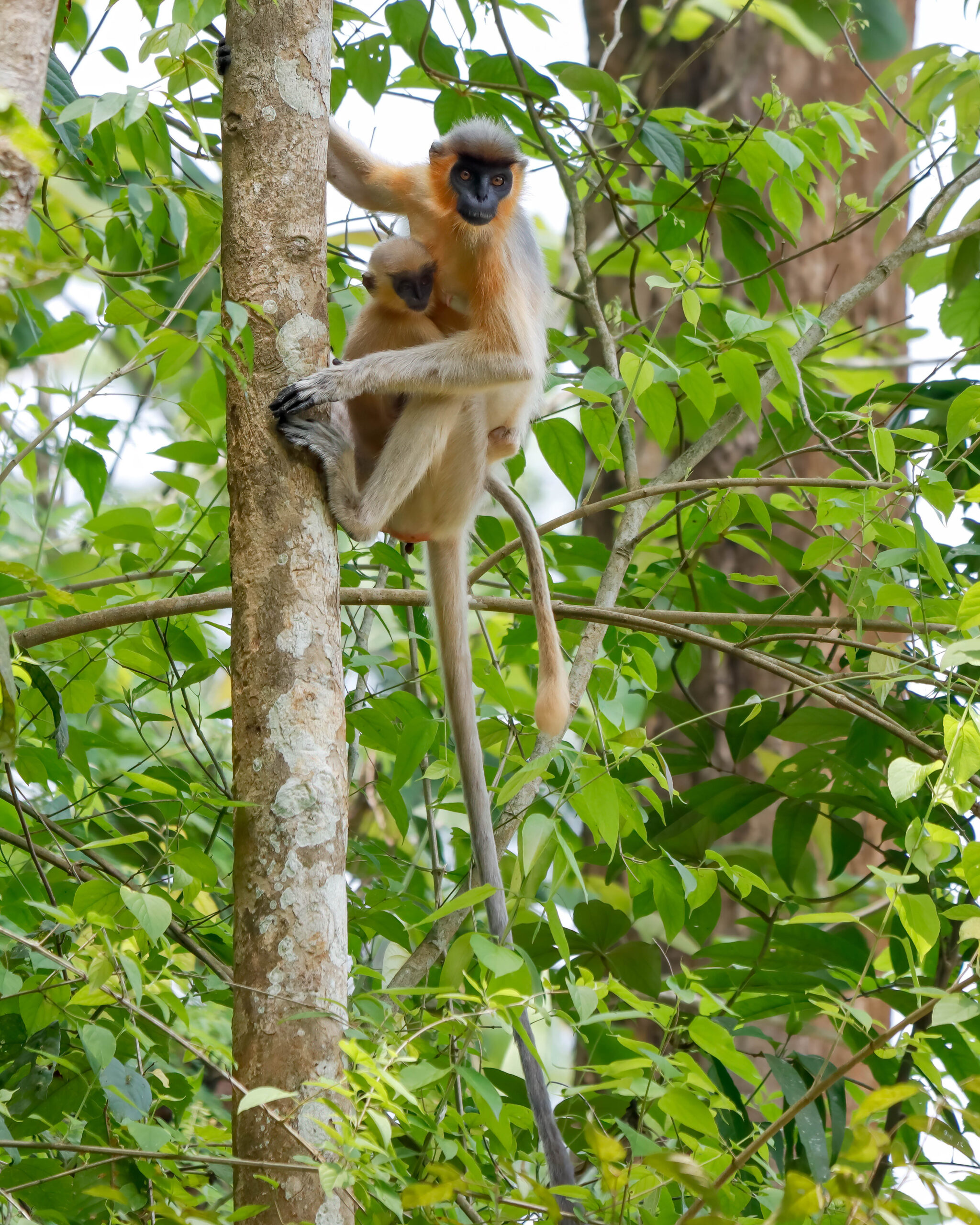 Capped langur