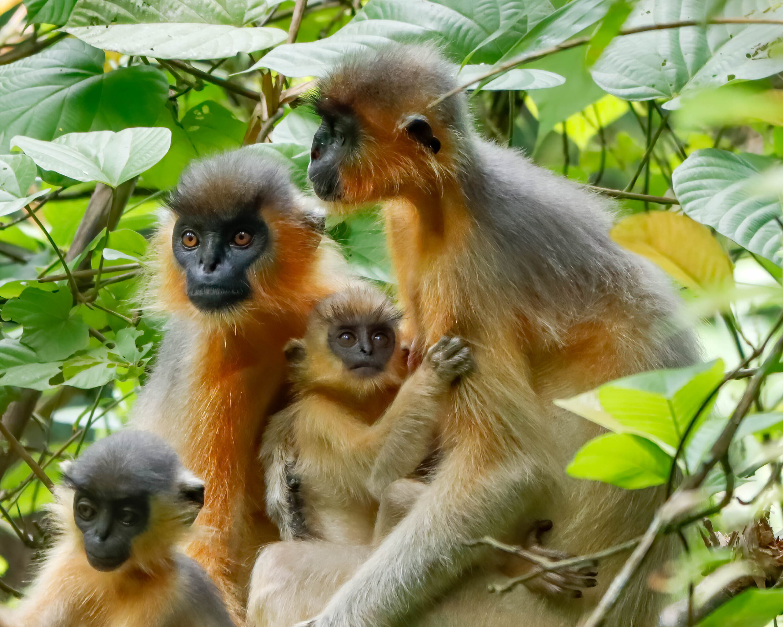 Mammals of Assam