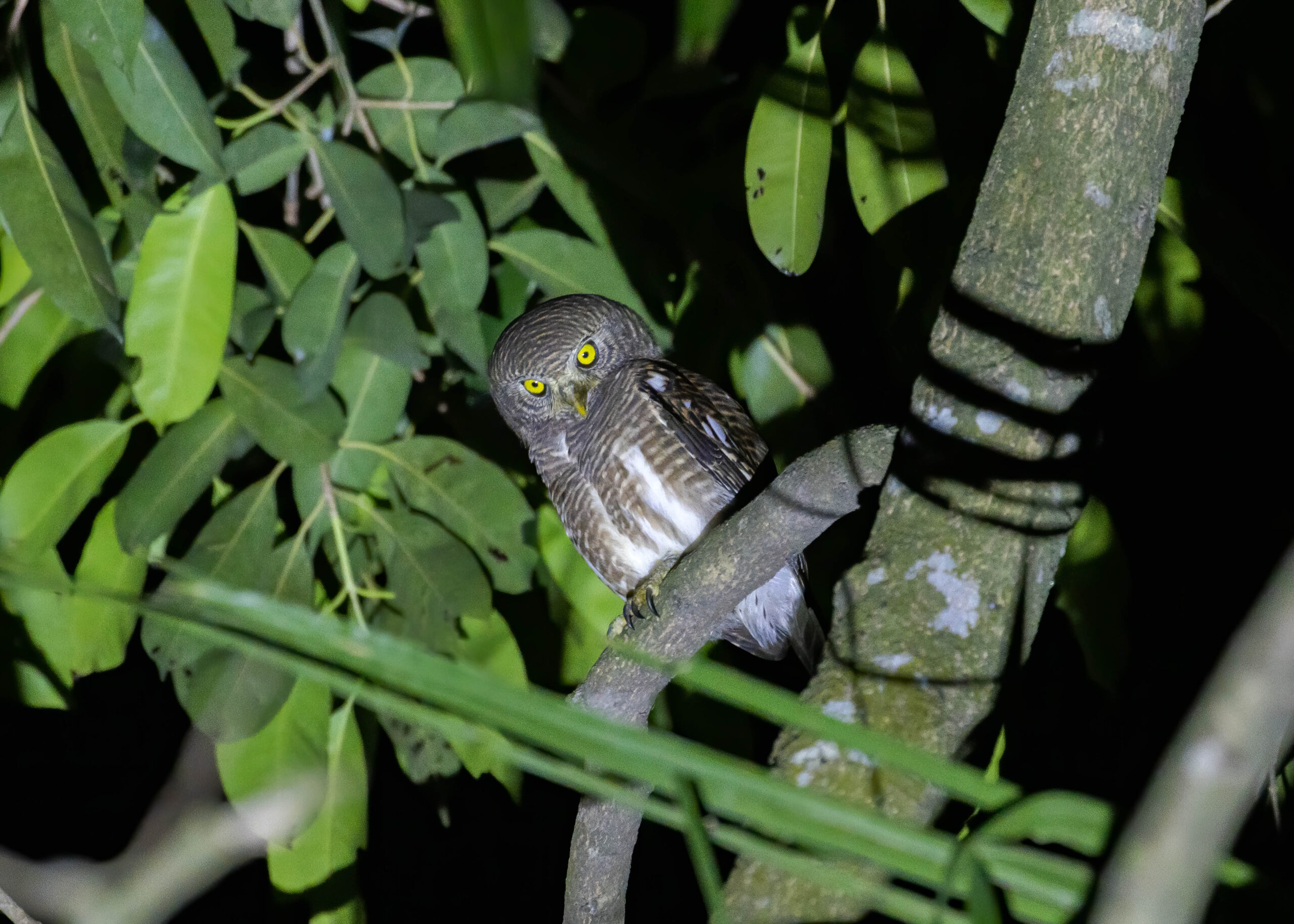 Asian Barred Owlet