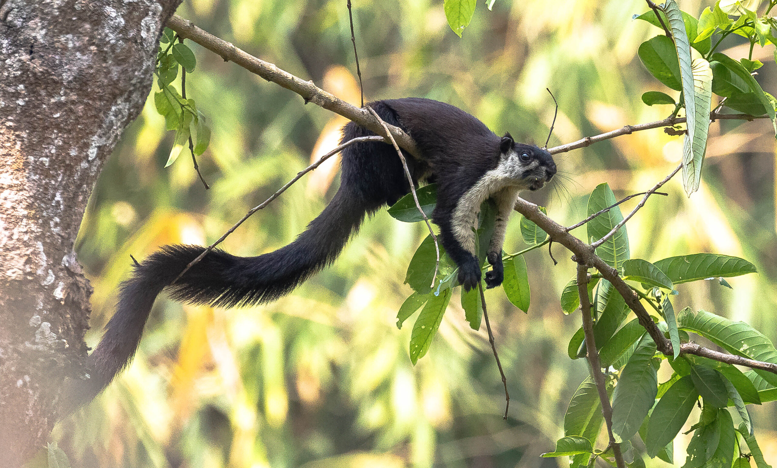 Mammals of Assam