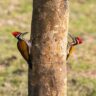 Birds of Assam