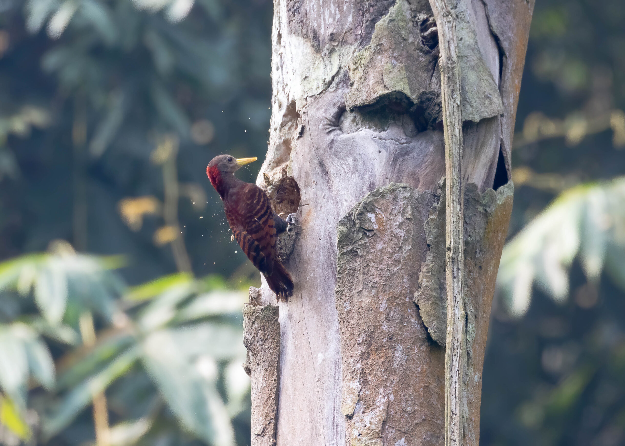 Most Common Woodpeckers of Assam