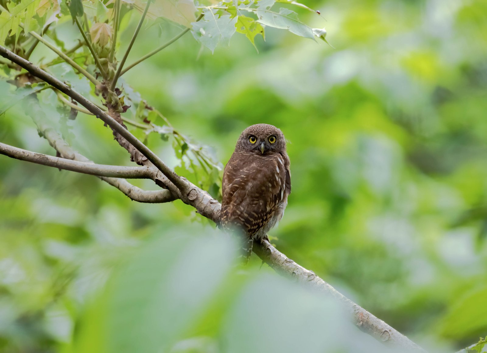 Asian Barred Owlet