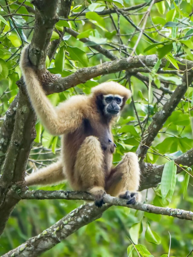 Garbhanga Reserve Forest: The Lungs of Guwahati