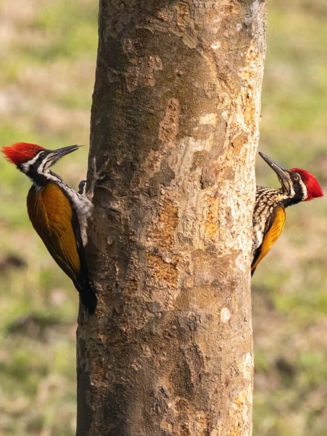 12 Most Common Woodpeckers of Assam