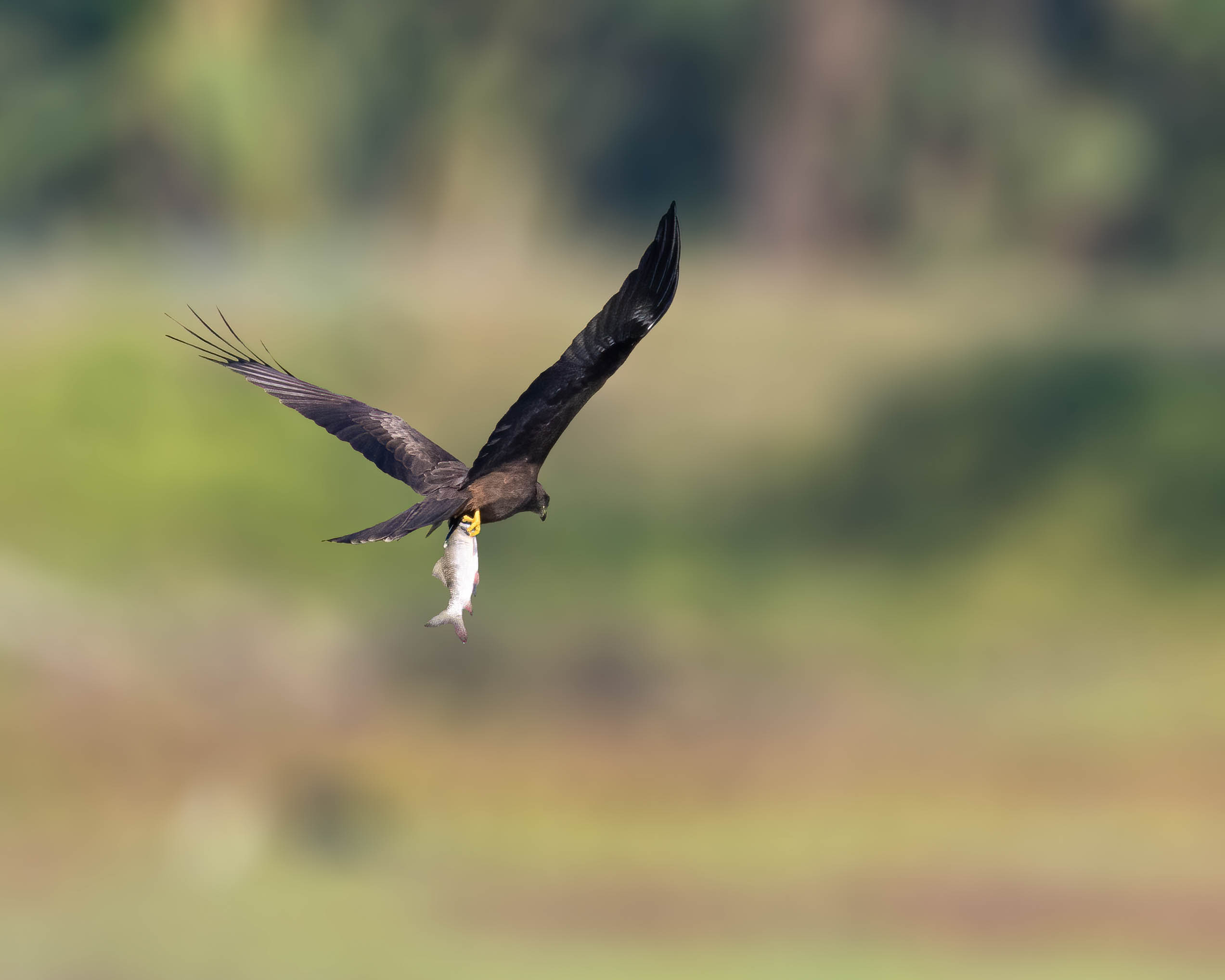 Black Kite