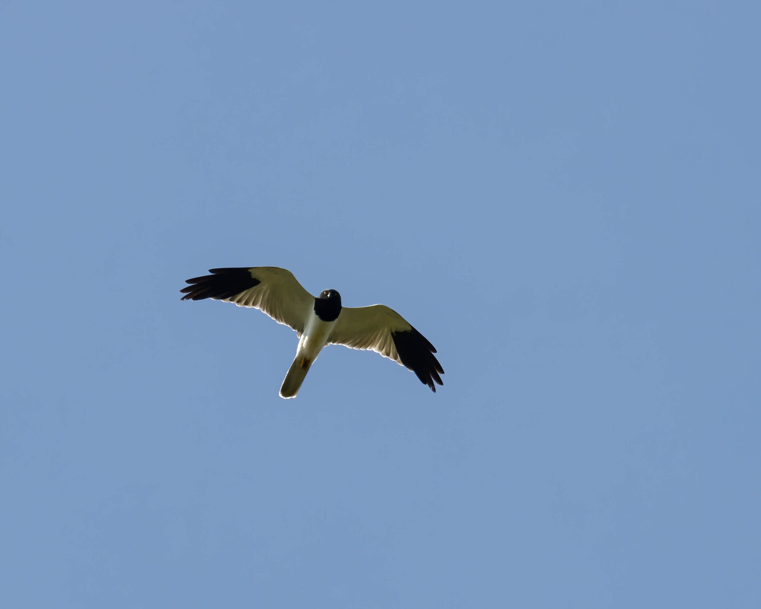 Hen Harrier 