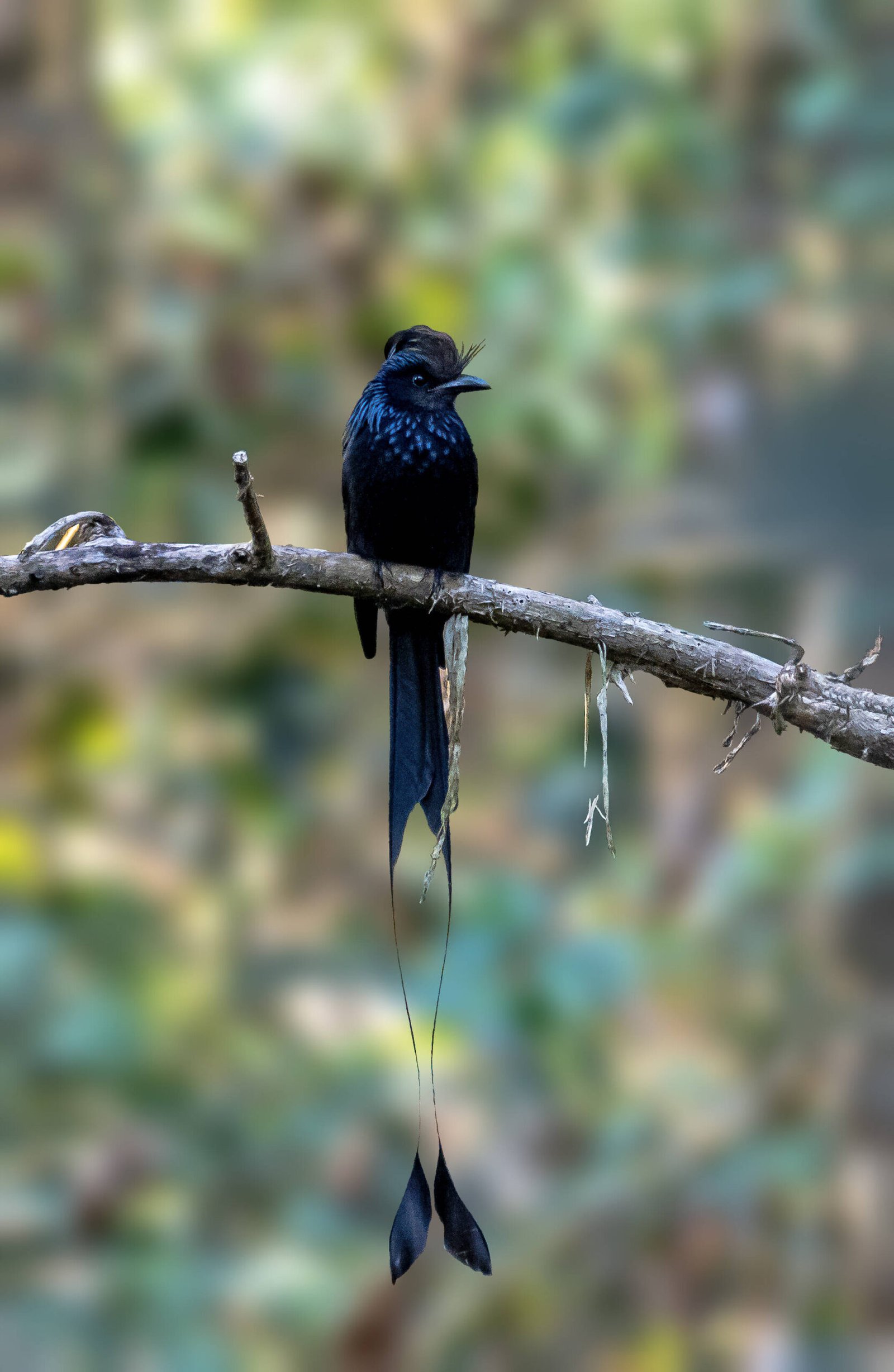 Drongos of Assam