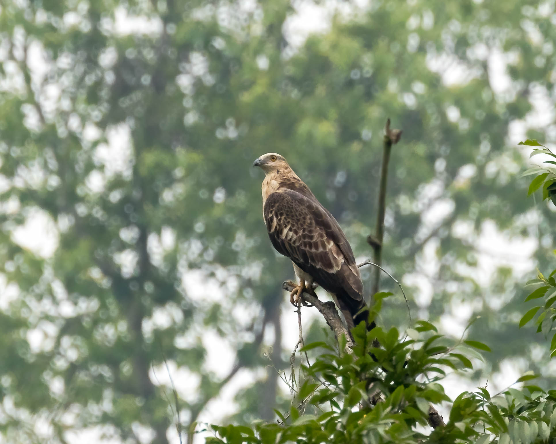 Oriental Honey Buzzard 