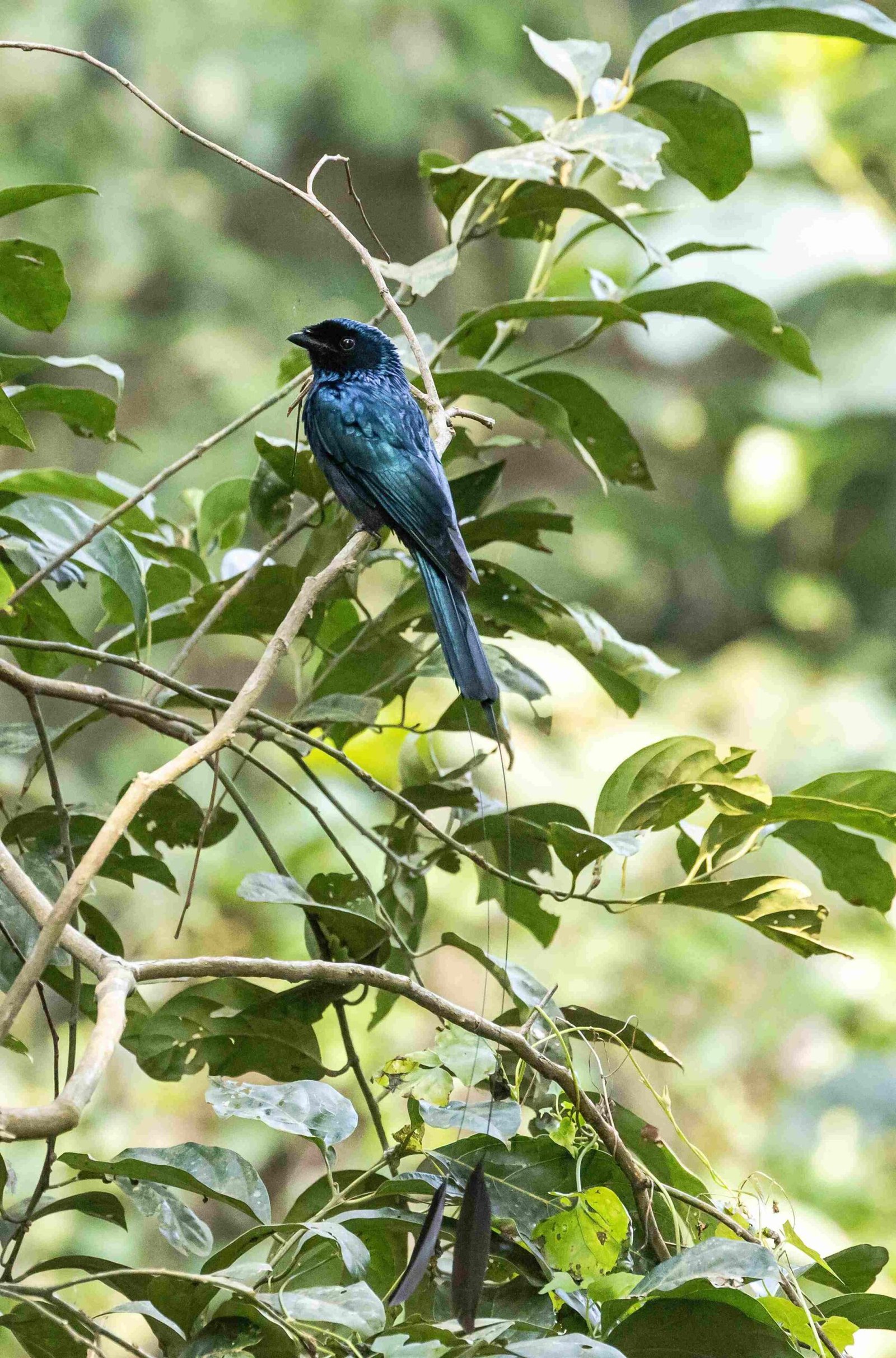 Drongos of Assam