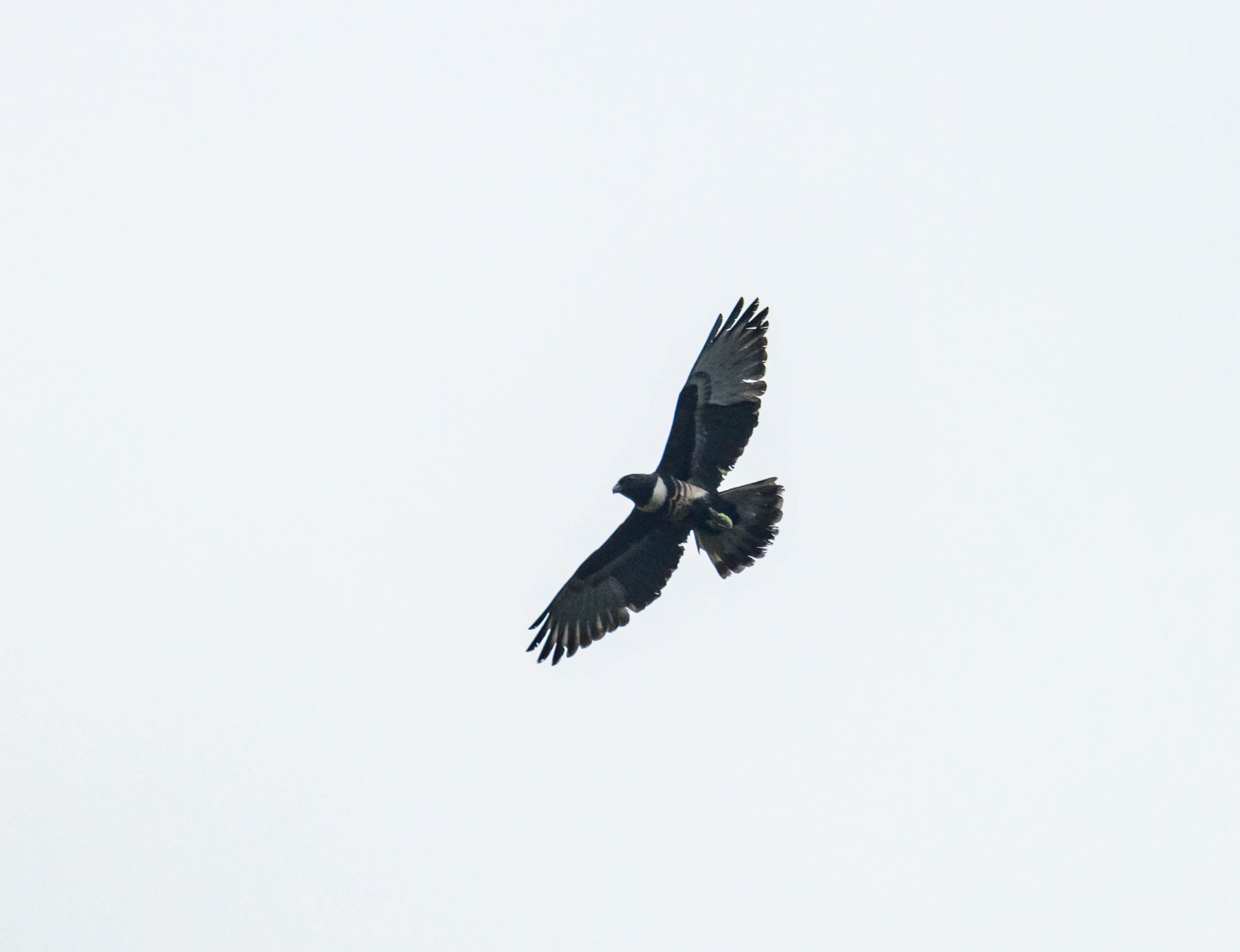 Black Baza