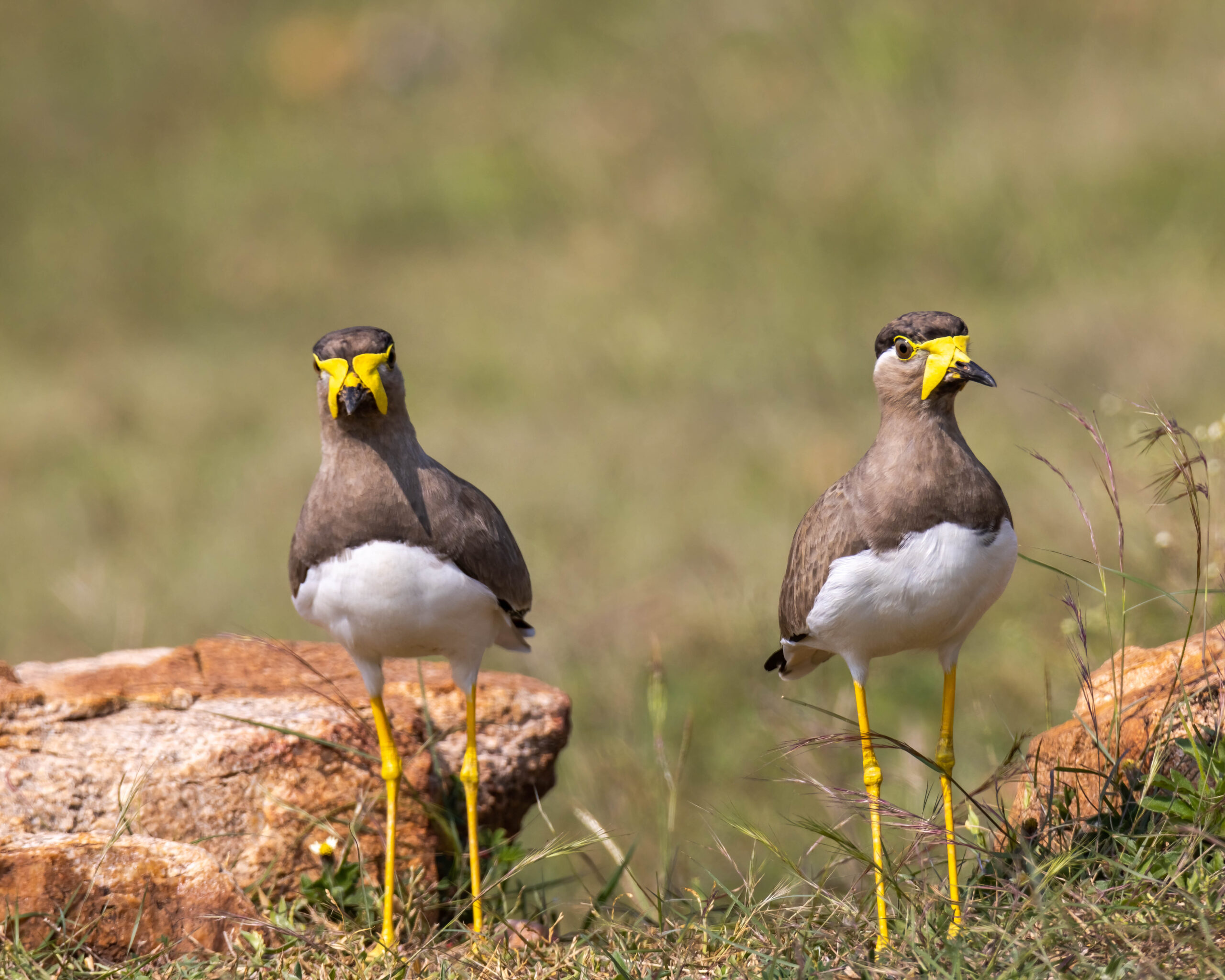 Birds of Assam