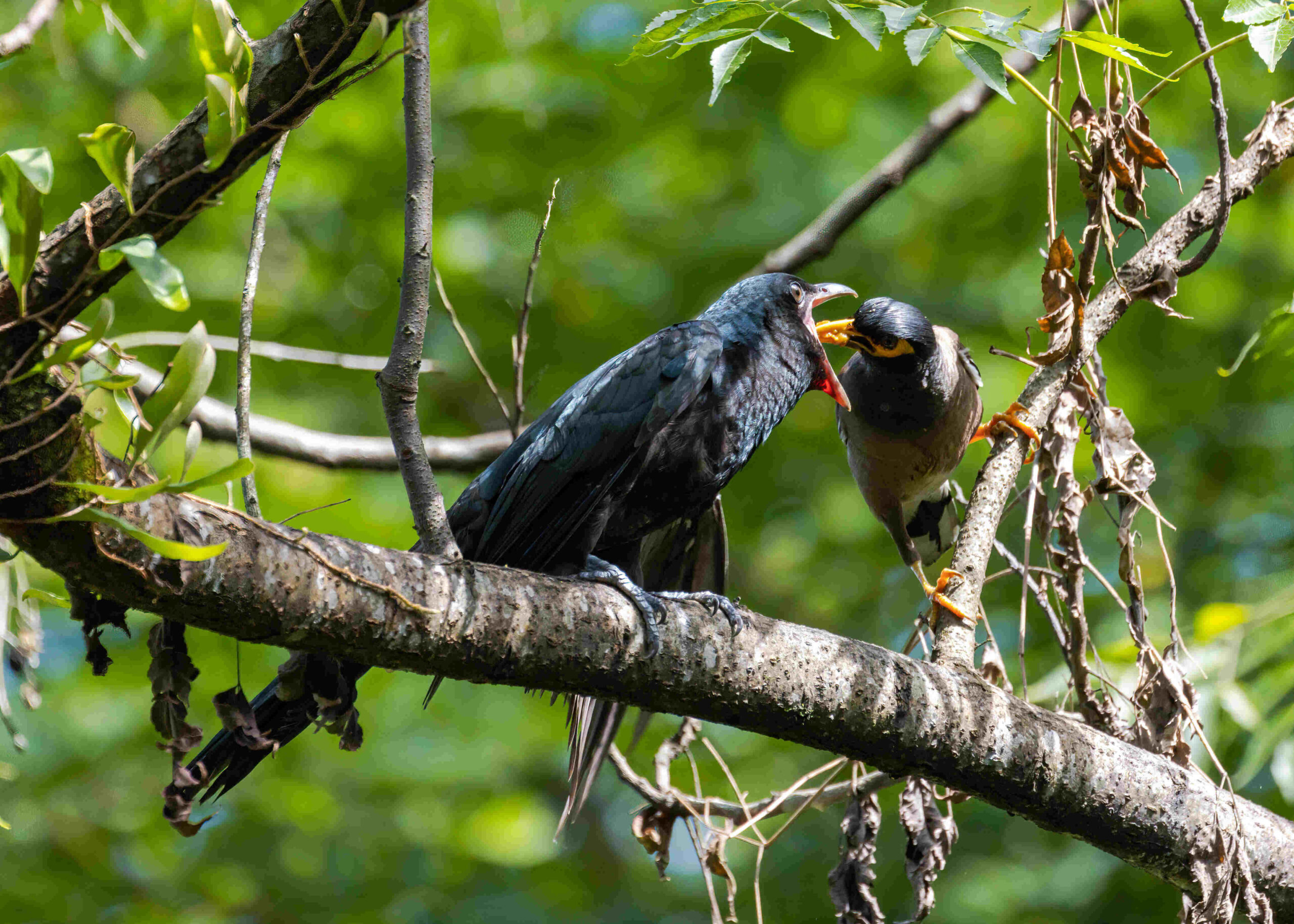 Brood Parasitism