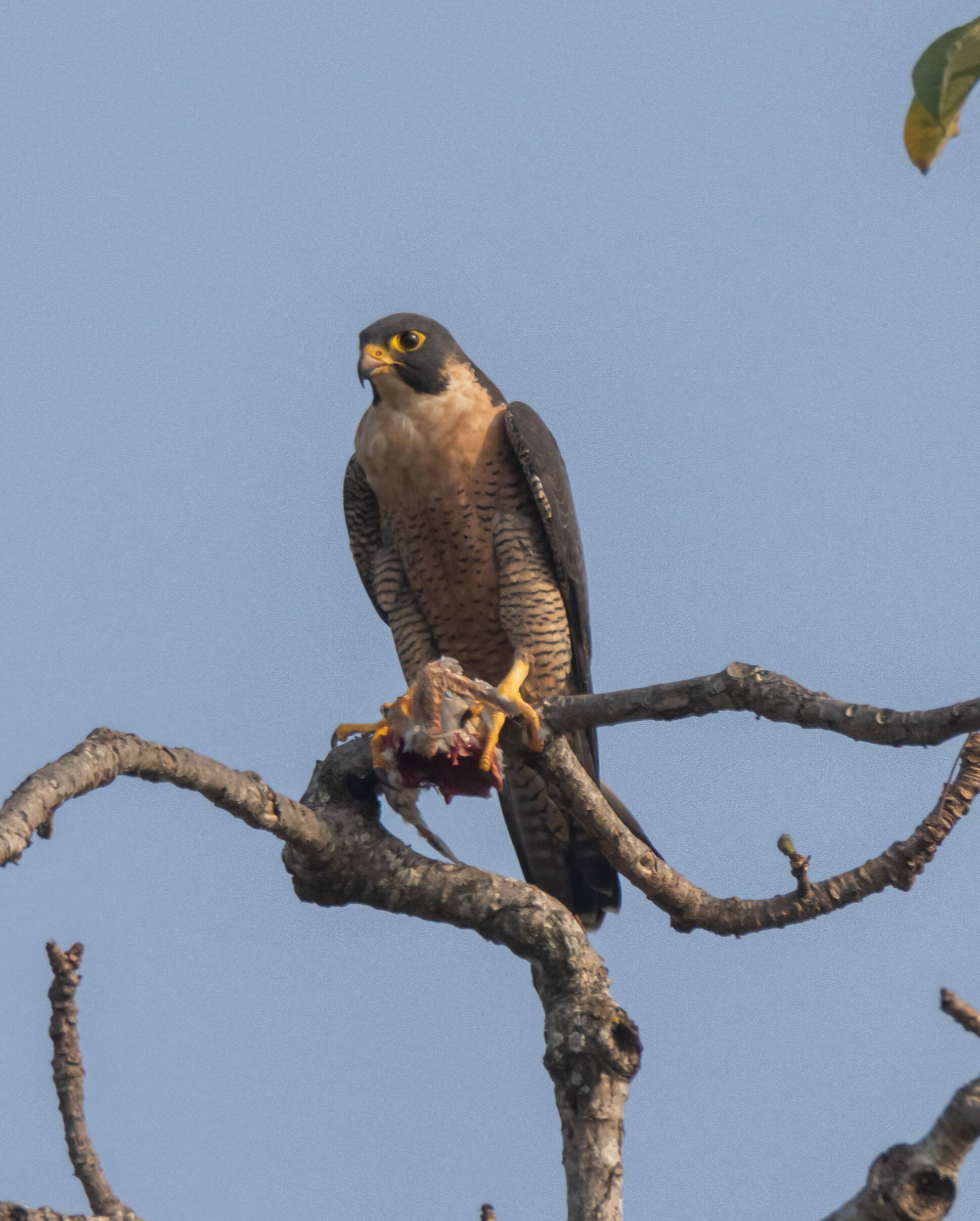 Peregrine Falcon 