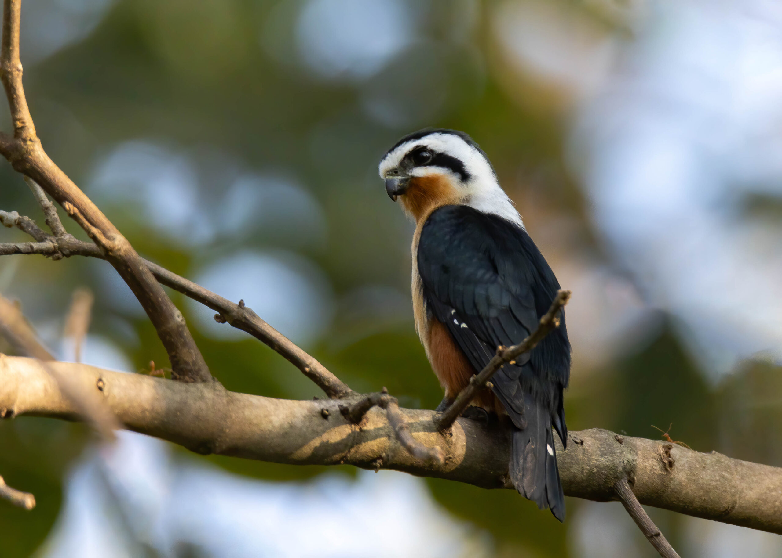 Collared Falconet 