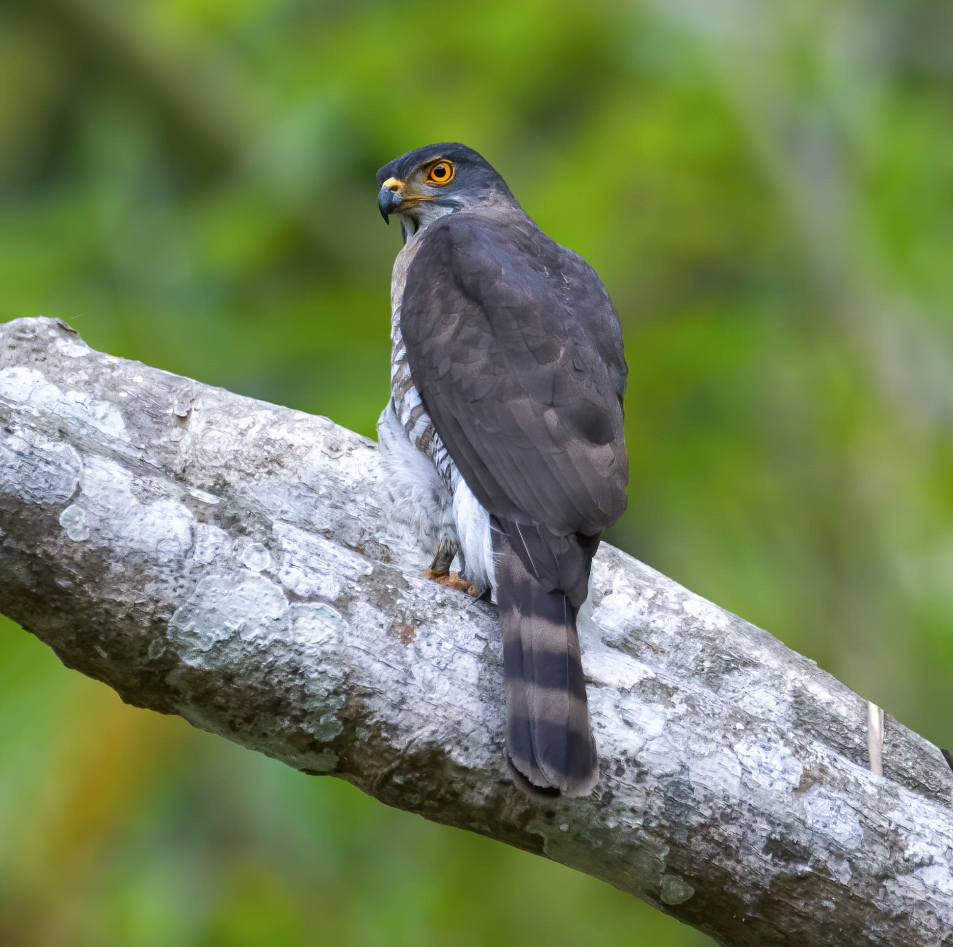 Crested Goshawk 