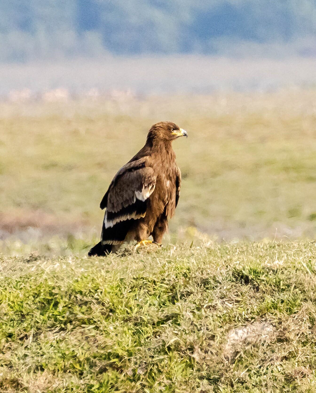 Steppe Eagle