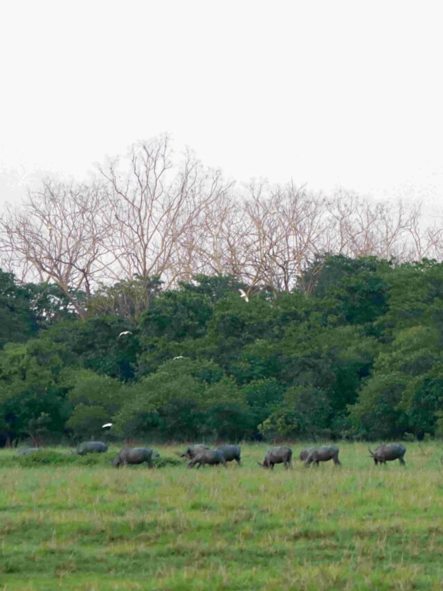 A Virtual Tour to Pobitora Wildlife Sanctuary, The Bharatpur of East