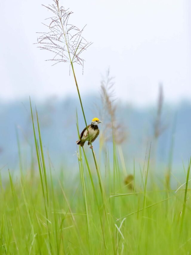 Dorabeel: Birdwatcher’s Hotspot