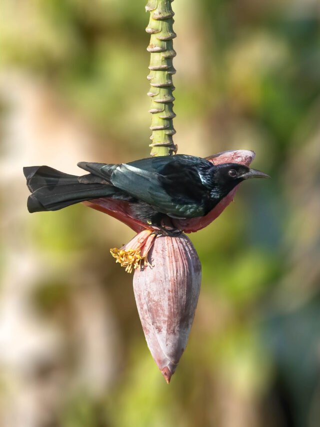 Drongos of Assam
