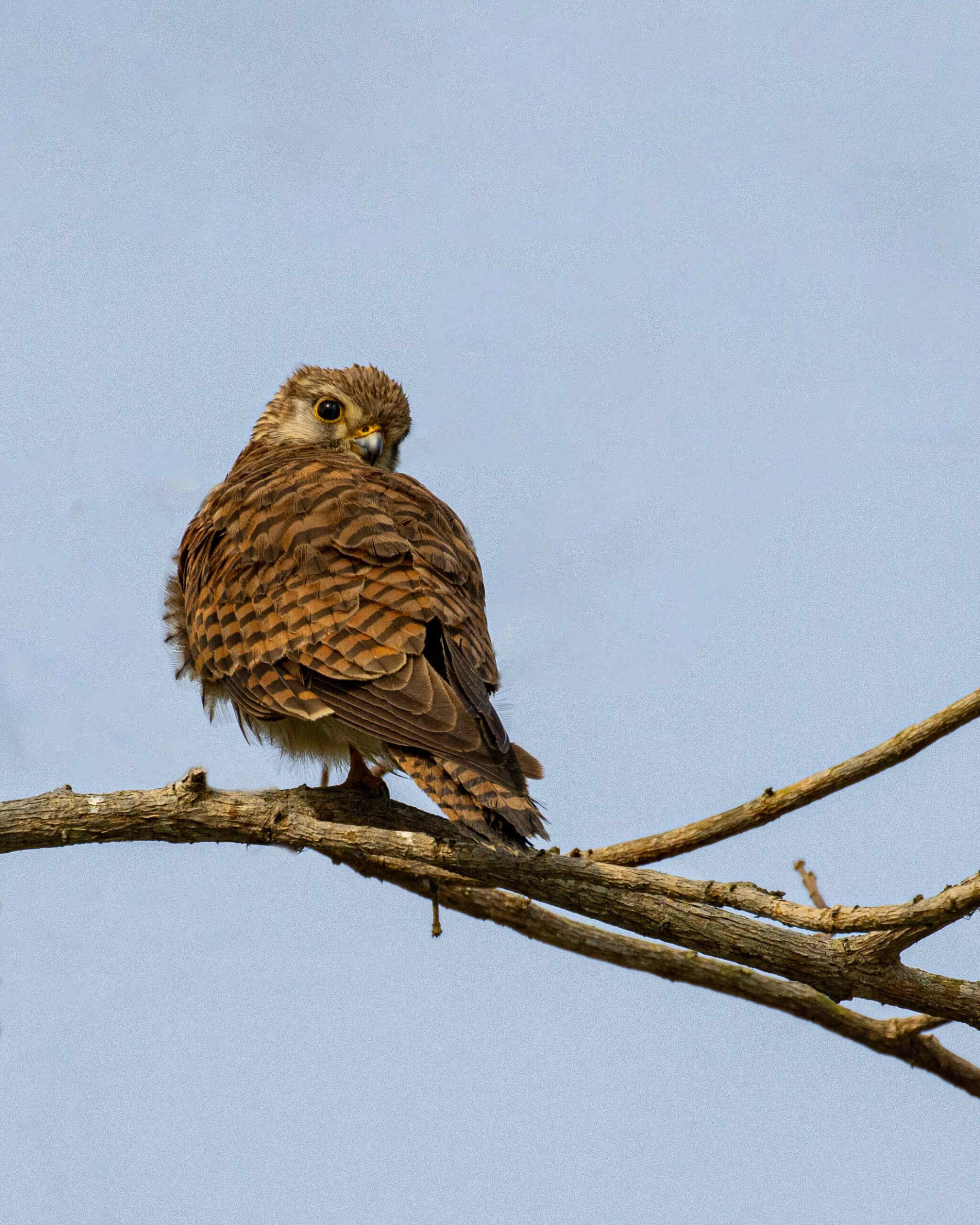 Common Kestrel 