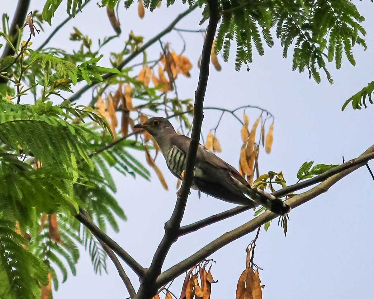 Cuckoos of Assam