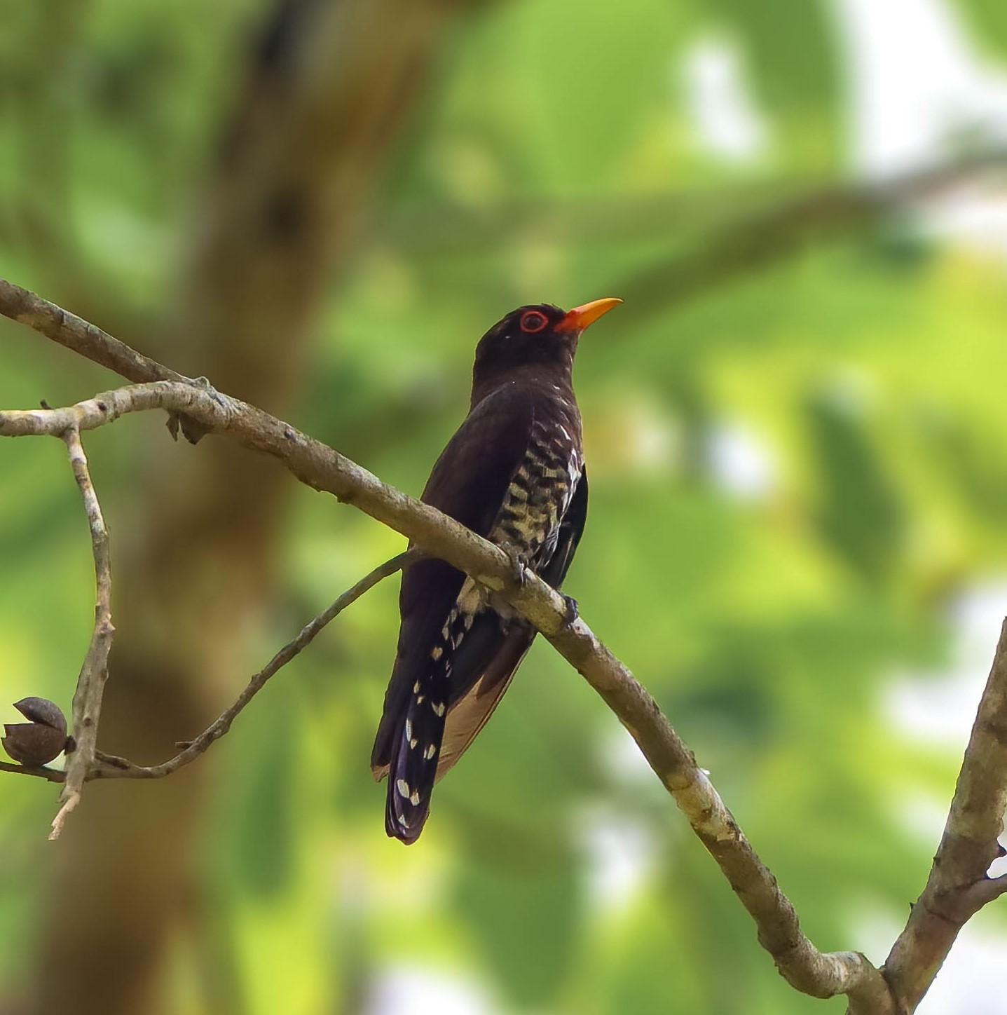 Cuckoos of Assam