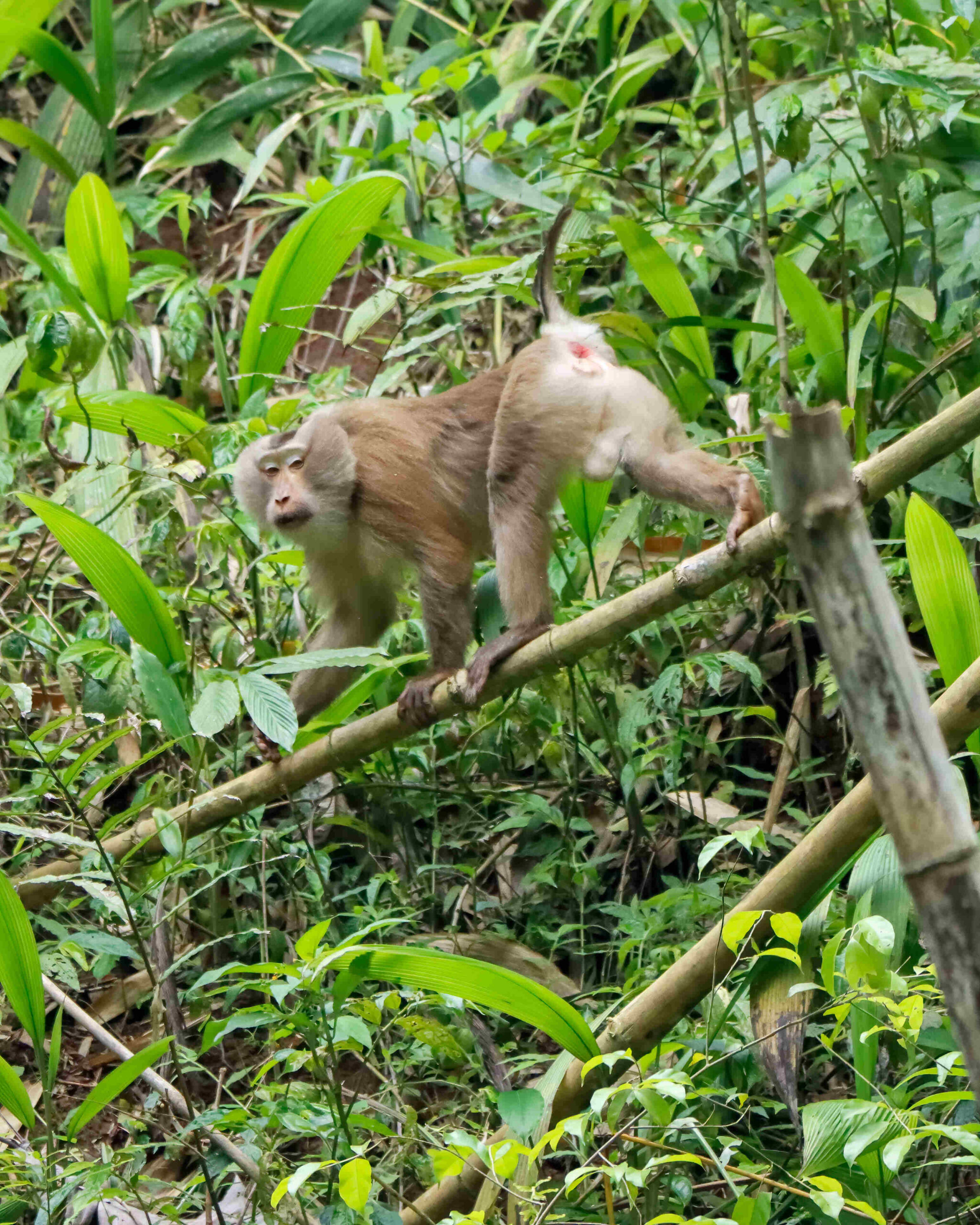 Mammals of Assam