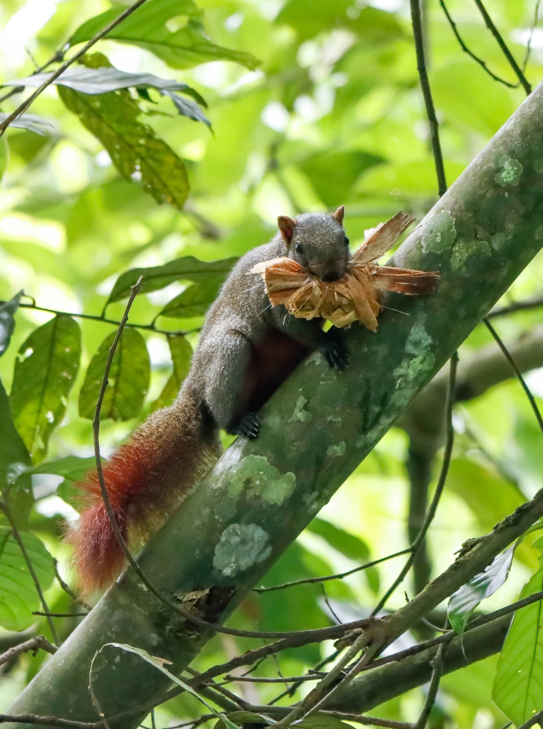 Mammals of Assam