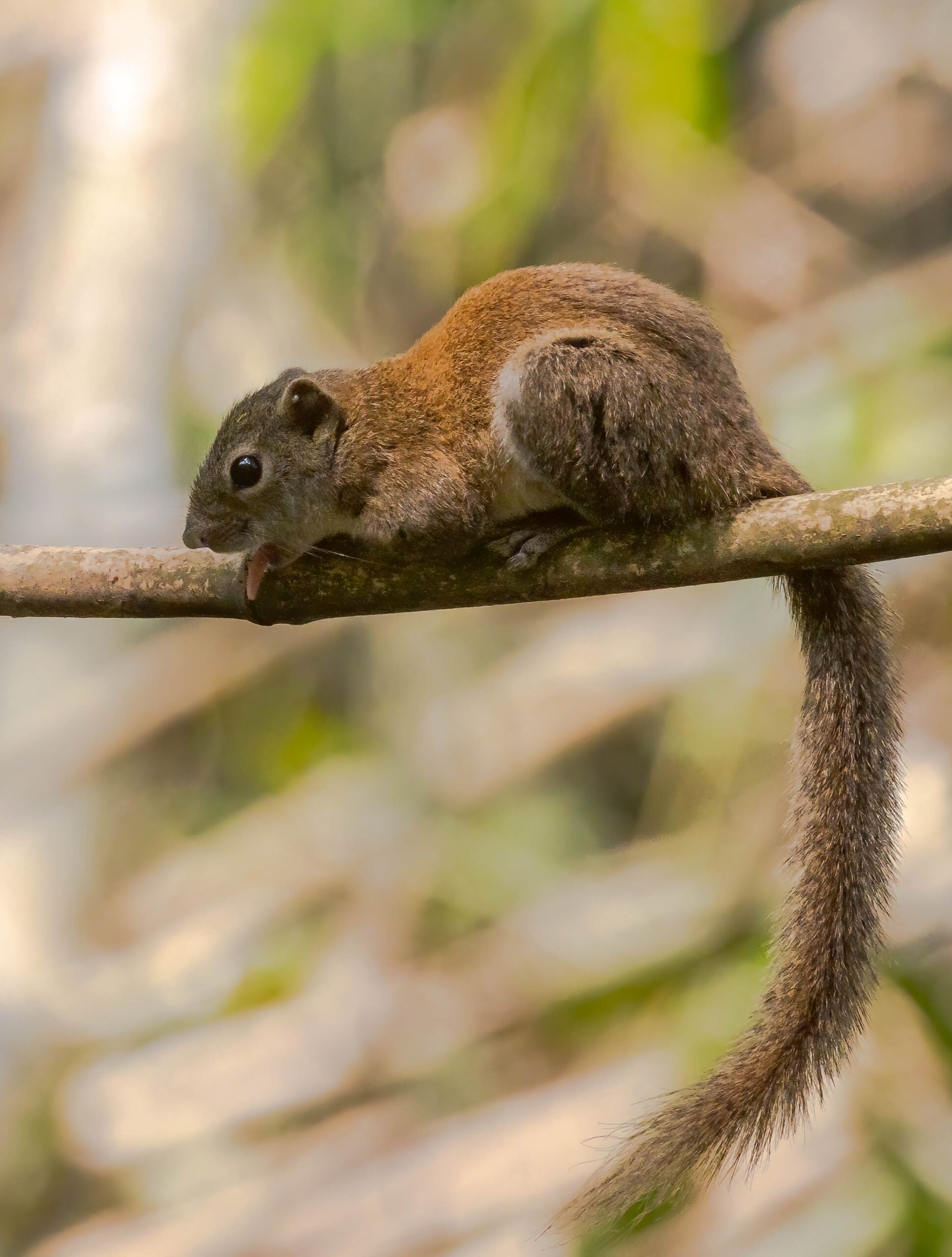 Mammals of Assam