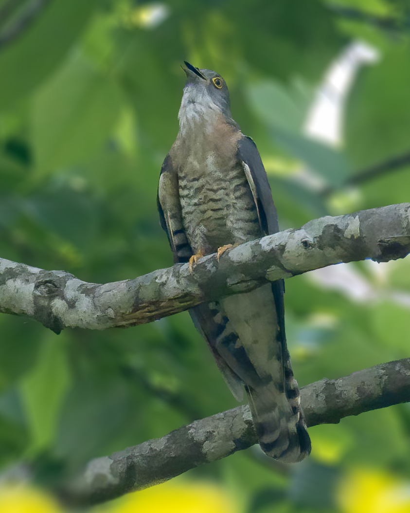 Cuckoos of Assam